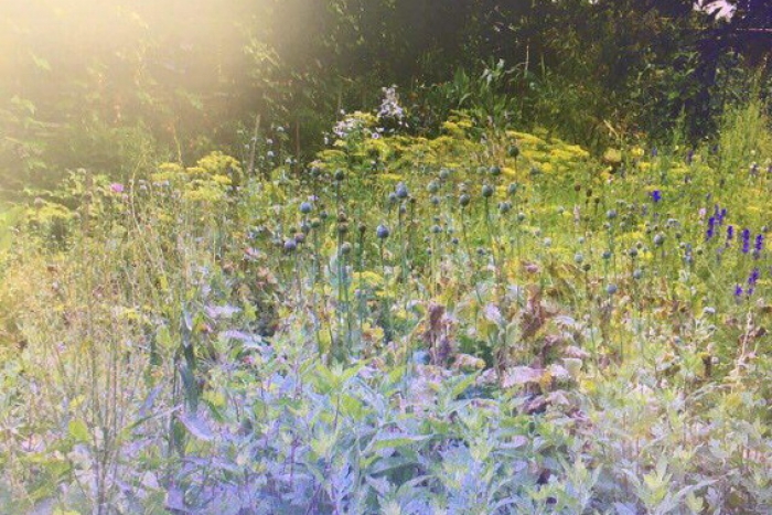 Свалявські правоохоронці збирають наркотичний урожай на селянських городах