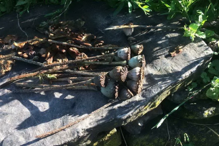 За 10 маківок рахівчанину "світить" сувора стаття