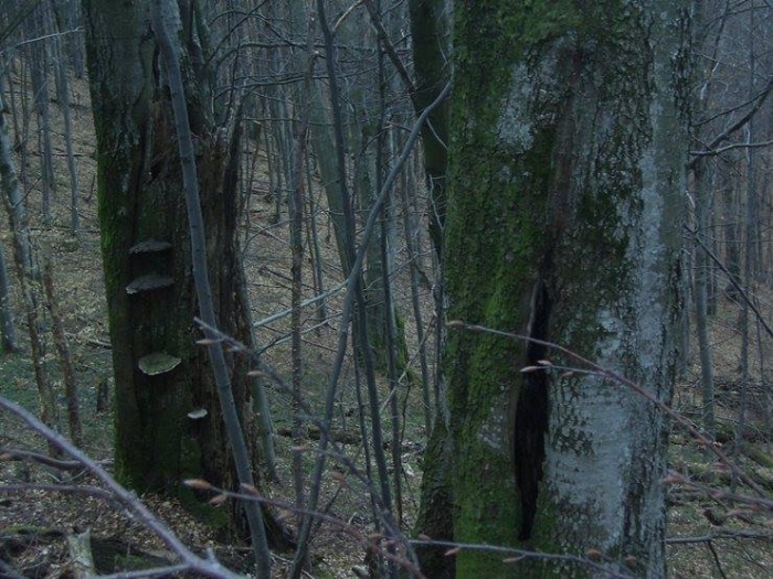 Синевирські букові праліси увійшли до Переліку світової культурної і природної спадщини ЮНЕСКО