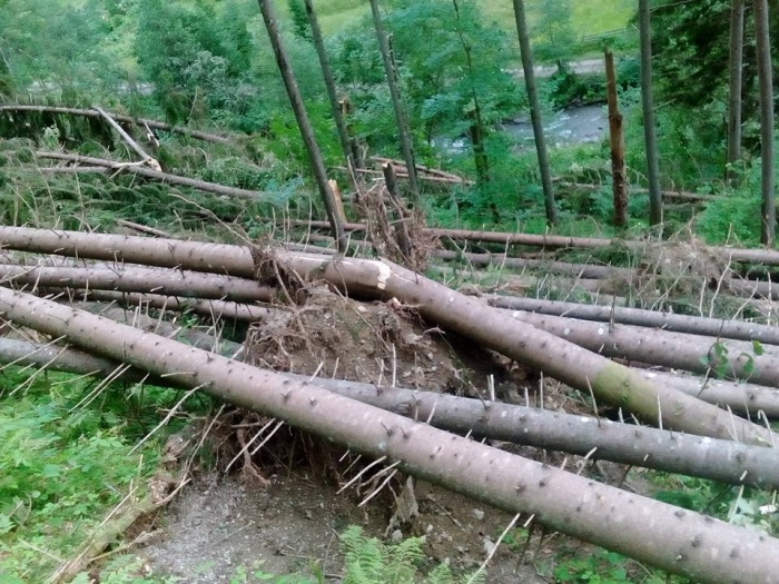 Буревій на Рахівщині поламав столітні ялини