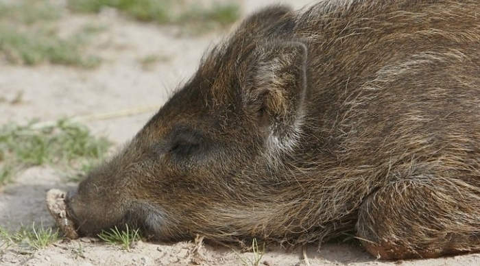 На Міжгірщині виявили труп дикого кабана, зараженого африканською чумою