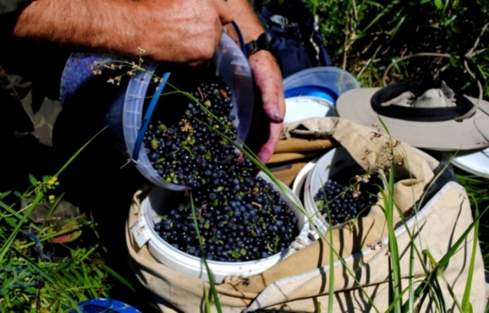 Обласні депутати вирішуватимуть, скільки на Закарпатті зберуть яфинів і грибів