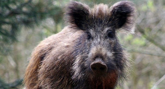 На Закарпатті почали відстріл диких кабанів через африканську чуму