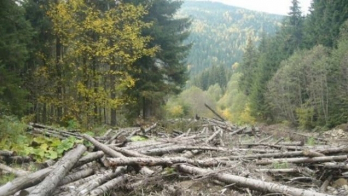 Президент заборонив рубати закарпатські праліси