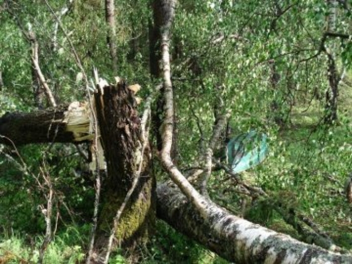 На Іршавщині буревій завдав лиха селянам