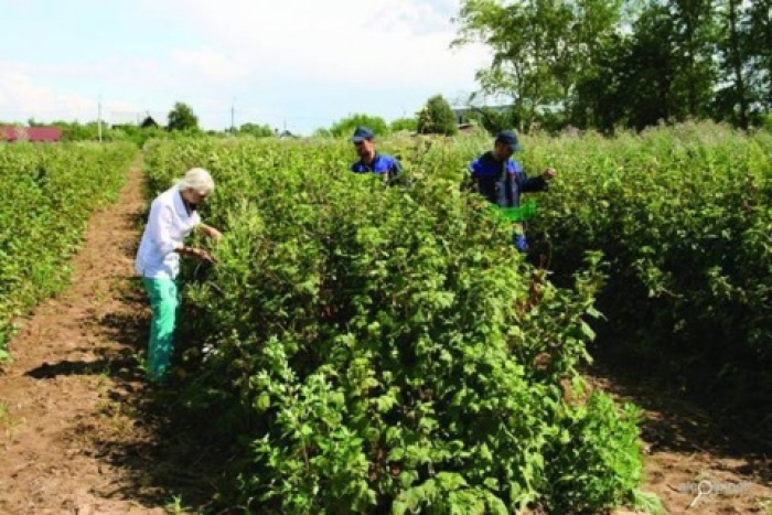Жіночий погляд на заробітчанство за кордоном