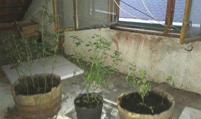 На своєму обійсті житель міста над Латорицею плекав конопельку та марихуану!