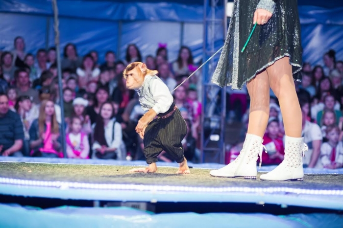 Збір підписів під е-петицією проти гастролей цирків і зоопарків в Ужгороді продовжено