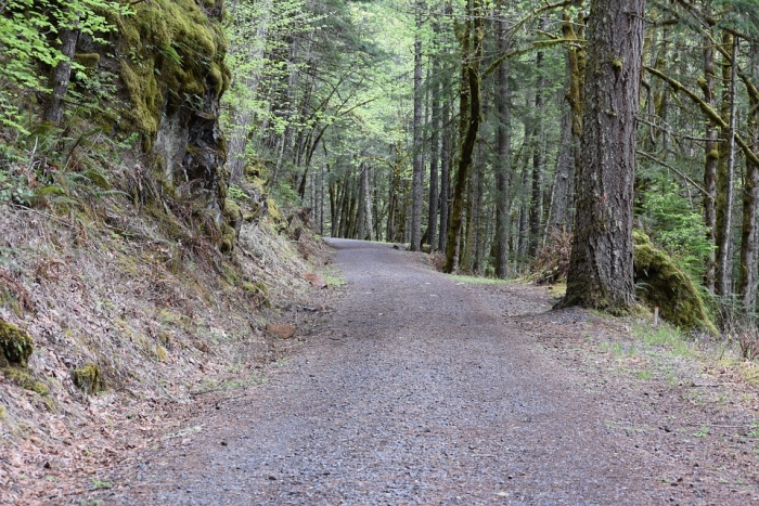 Головний лісівник проінспектував нову лісову дорогу на Чорну Тису