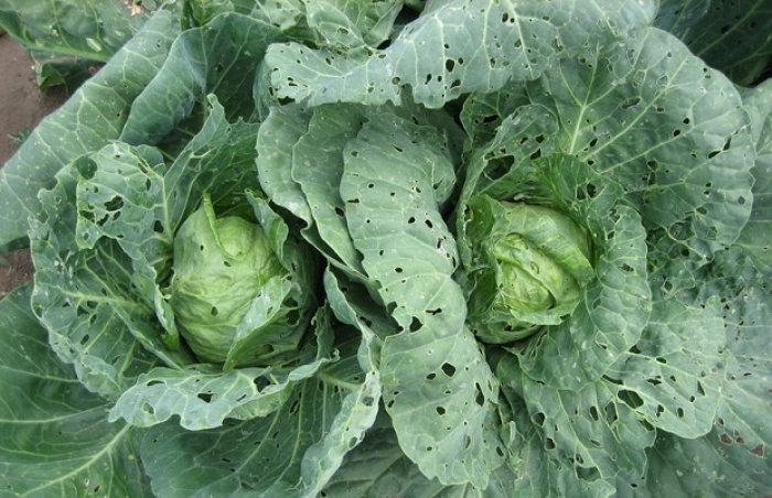 Зелене та червоне "золото" Закарпаття вражене різноманітними бактеріозами