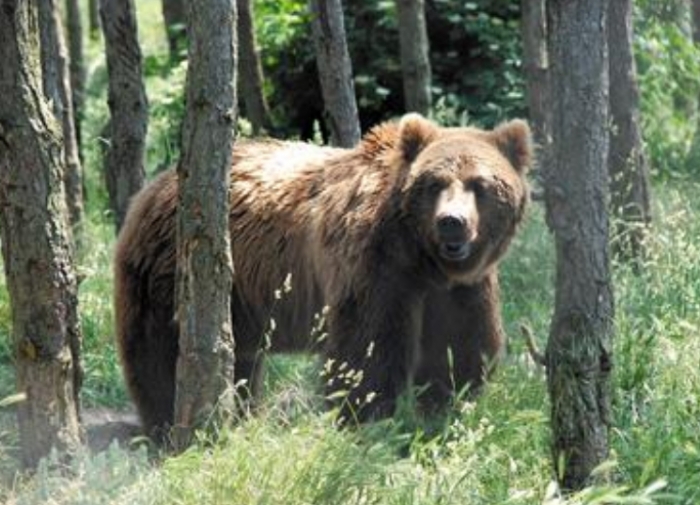 НПП "Синевир": Все задля збереження диких тварин, які зазнали жорстокого поводження