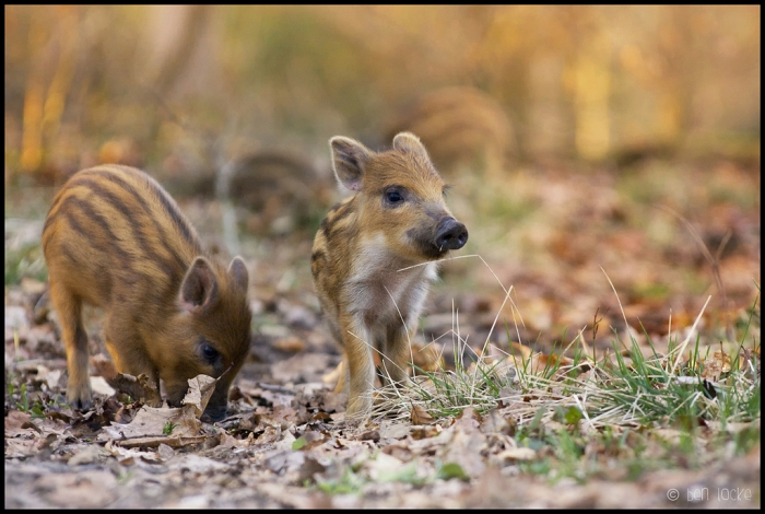 На Закарпатті станом на 30 серпня відстріляно 35 кабанів