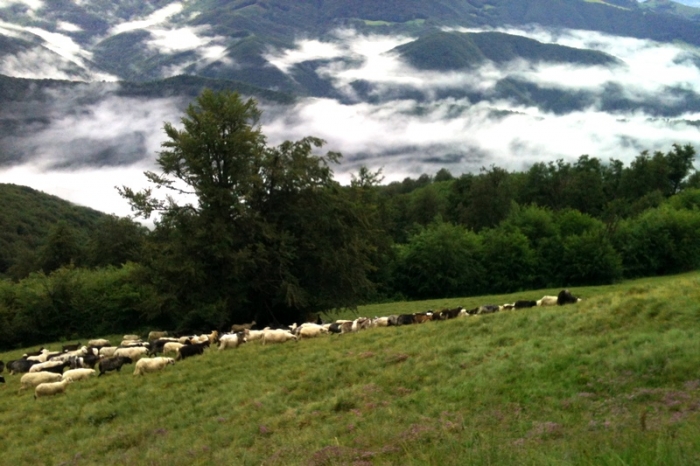 Літо на Закарпатті закінчується без дощів