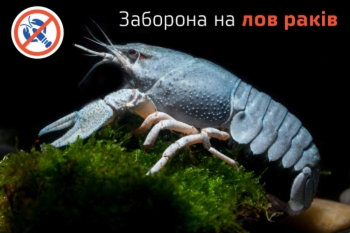 Поки раки линяють, ловити їх на Закарпатті заборонено