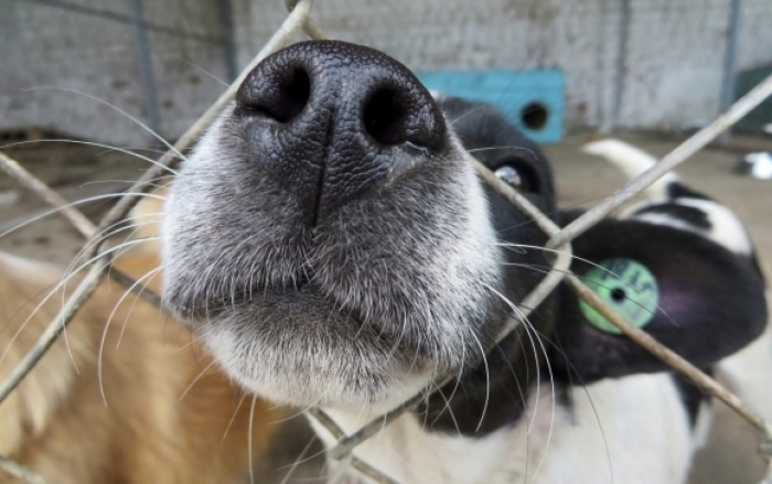 Як на Закарпатті вивчити англійську, допомагаючи безпритульним тваринам