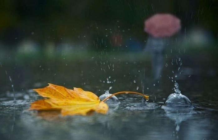 Завтра більшу частину Закарпаття поливатиме дощами