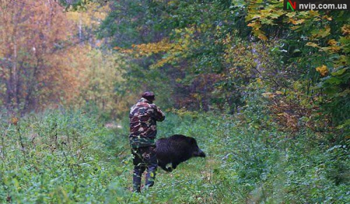 Спалах АЧС на Закарпатті змусив розпочати відстріл диких кабанів і "по той бік" Карпат