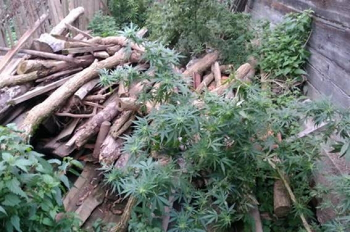 "Конопляні" сільчани мешкають на Закарпатті...