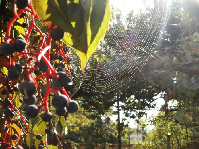 "Бабине літо" на Закарпатті триває далі!