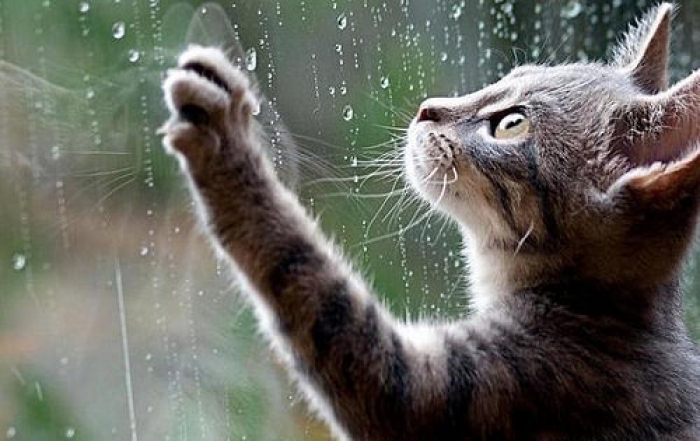 У суботу та в неділю на Закарпатті часом дощитиме