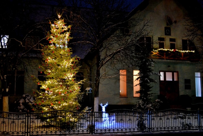 Закарпатські лісівники за продані ялинки виручили 608891 гривню