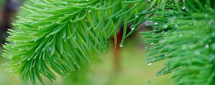 Якою буде погода на Святвечір та Різдво в Закарпатті? 