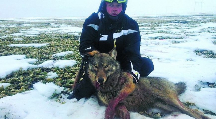 "Вовчі облави" почастішали в наших лісах
