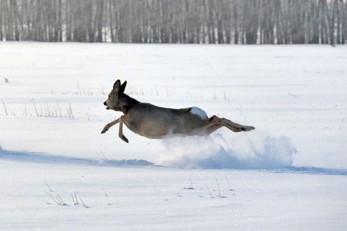 Закарпатським браконьєрам доведеться викласти за вбитого оленя — 60 тисяч гривень штрафу, за козулю — 32 тисячі