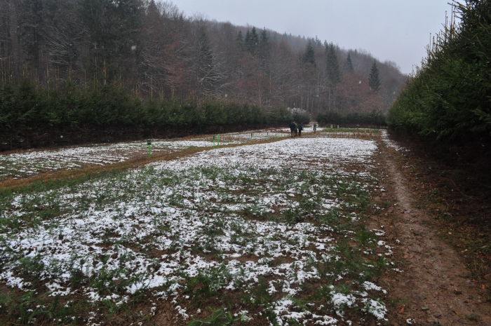 Закарпатські лісівники перевиконали насіннєву кампанію-2017 на понад 200%