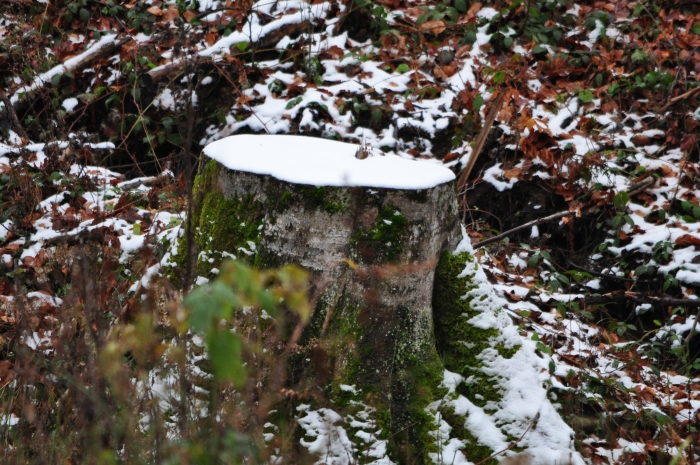 Ліс на Закарпатті: рубають менше, а заробляють більше