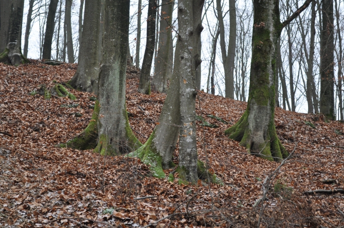 На Закарпатті незаконно зрубали лісу на понад 11 млн грн