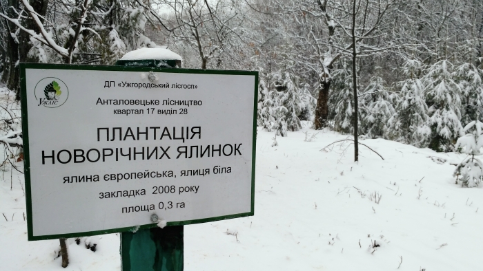 Лісівники відзвітували про новорічні ялинки на Закарпатті