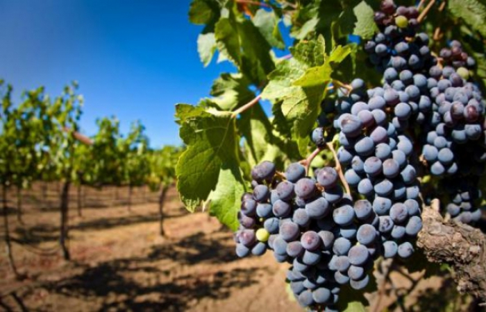 Почалося: на Закарпатті почали закладати вино нового врожаю