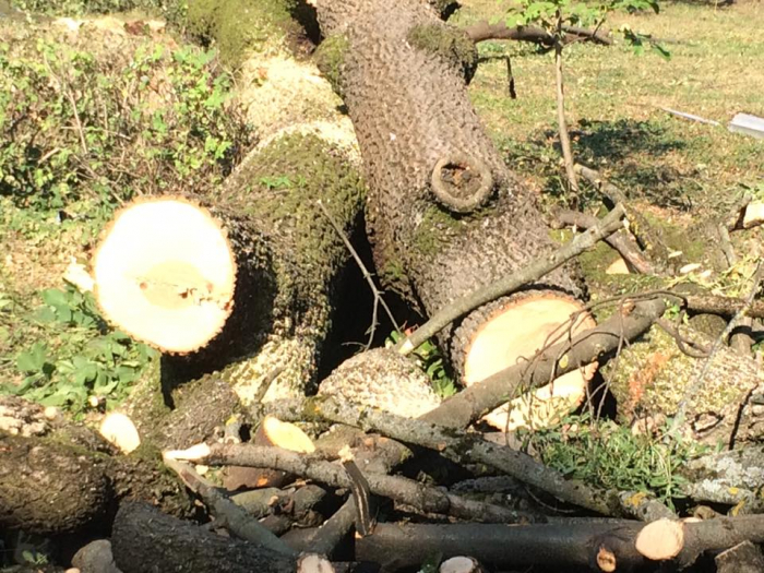 Вирубування дерев у Мукачеві. "Чого вони добиваються!? Щоб у місті не було чим дихати?" - мешканці