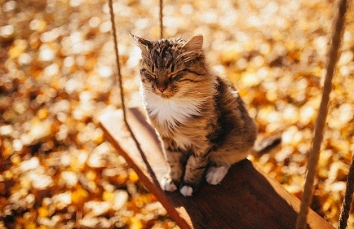 Що готує погода закарпатцям на завтра, 30 жовтня