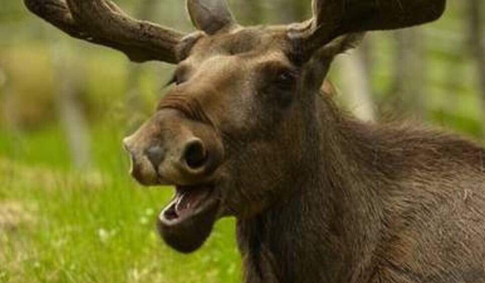 За посягання на життя червонокнижної тварини закарпатцям "світять" 130 тисяч штрафу