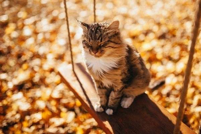 Погода приготувала на завтра закарпатцям справжнє бабине літо