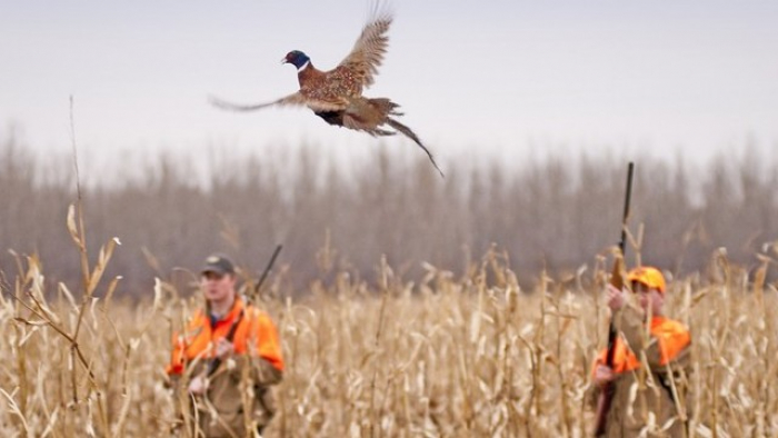 У мисливських угіддях на Ужгородщині – розпал сезону полювання на фазана
