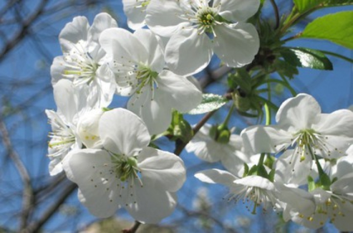 Неймовірні природні дива творяться на Закарпатті!