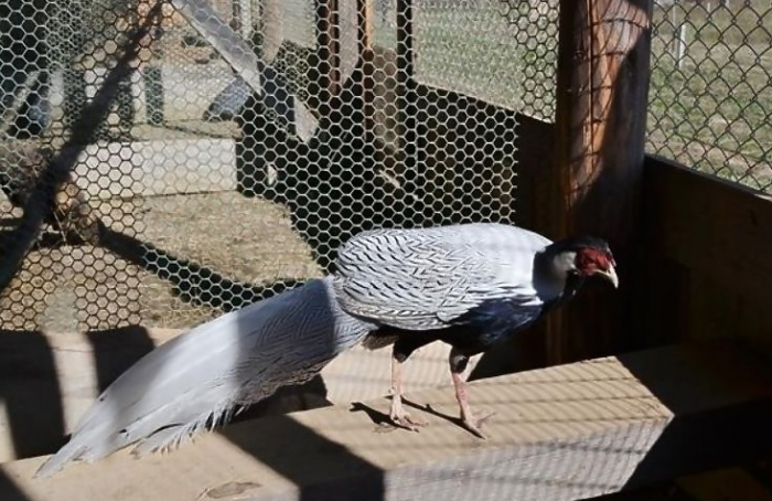 Про власну фазанячу ферму закарпатець мріяв ще з 90-х!