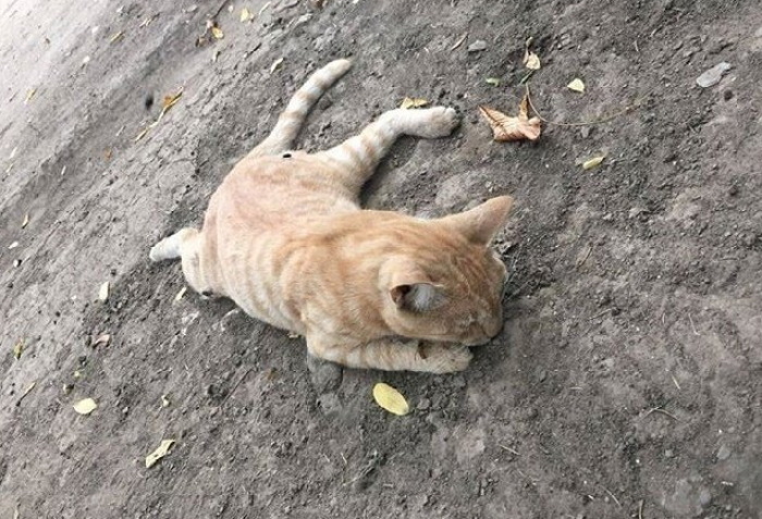 Чому сучасні діти в місті над Ужем зростають такими жорстокими?