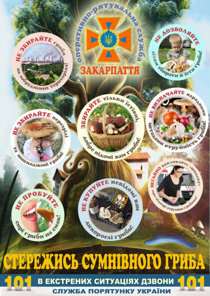 Закарпатцям нагадують: не слід класти до кошика молоді, старі, зморщені та незрозуміло які гриби