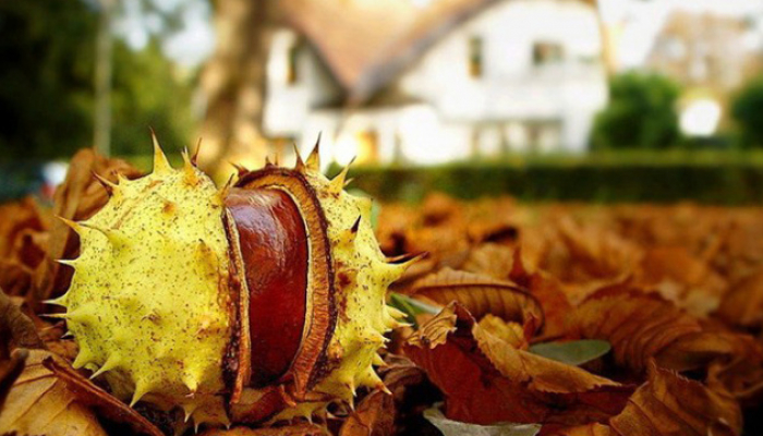 На Закарпатті у День вшанування пам’яті померлих буде тепло та без опадів