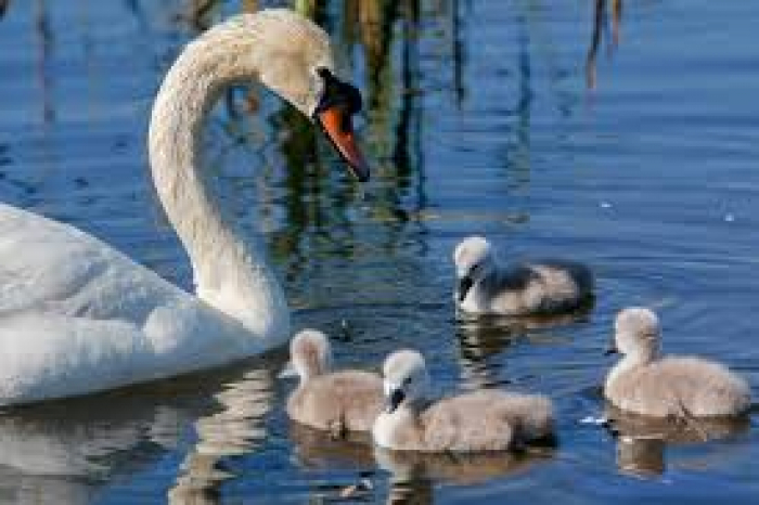 Загинуло лебедя з Кірпічки: ужгородці питають порад фахівців