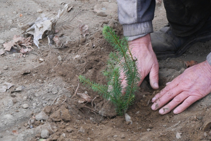 Головну спортивну арену краю – стадіон «Авангард» в Ужгороді – почали озеленювати