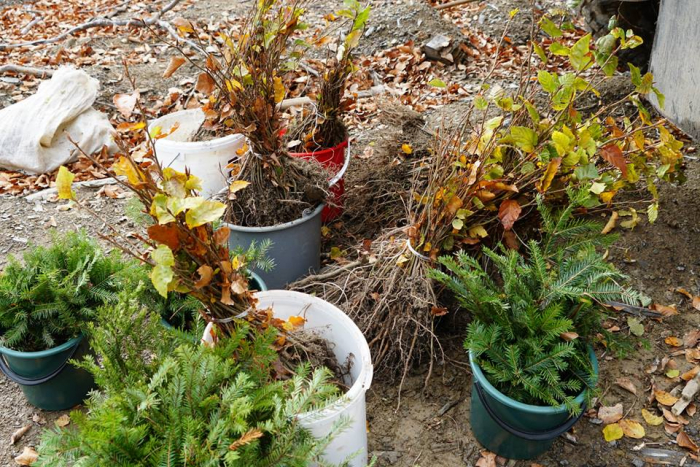 “Майбутнє лісу у твоїх руках” – на Воловеччині посадили 8 тисяч саджанців (ФОТО)