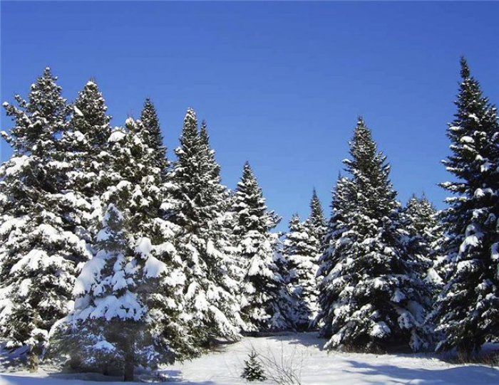 Скільки закарпатцям доведеться викласти за новорічну ялинку?