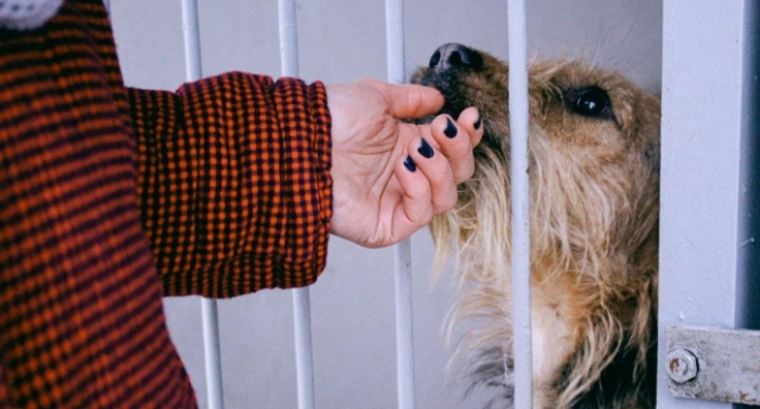 В Ужгороді проведуть Щедрий Вівторок з "Барбосом"