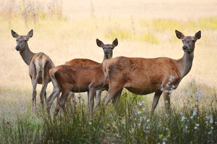 Схід і Захід разом: як закарпатські лані збагатять фауну Донеччини