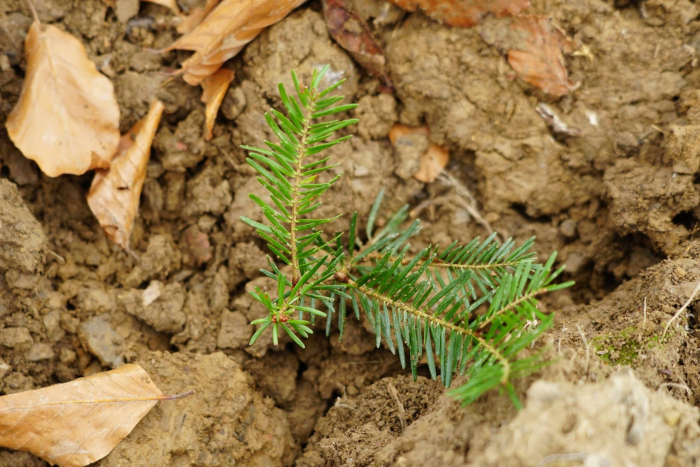Закарпатські лісівники запевняють: де цьогоріч вирубали, наступного року саджатимуть